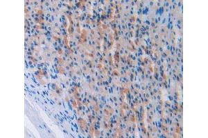 IHC-P analysis of stomach tissue, with DAB staining. (NPPA anticorps  (AA 25-122))