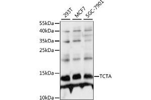 Western blot analysis of extracts of various cell lines, using TCTA antibody (ABIN7270706) at 1:1000 dilution. (TCTA anticorps  (AA 1-103))
