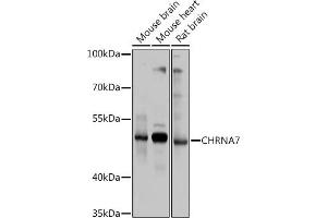 Western blot analysis of extracts of various cell lines, using CHRN antibody (ABIN6133256, ABIN6138583, ABIN6138584 and ABIN6218660) at 1:1000 dilution. (CHRNA7 anticorps  (AA 23-230))