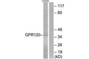 Western blot analysis of extracts from LOVO cells, using GPR120 Antibody.