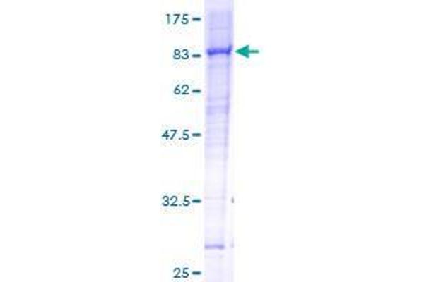 RHOBTB3 Protein (AA 1-611) (GST tag)
