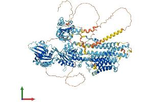 AlphaFold protein structure predicition of Human Recombinant ATP2B4 Protein, UniprotID P23634