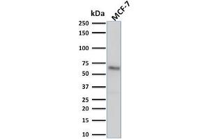 Western Blot Analysis of human MCF-7 cell lysate using Estrogen Receptor alpha Mouse Monoclonal Antibody (ESR1/1904). (Estrogen Receptor alpha anticorps)