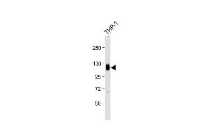 Anti-THBD Antibody (N-Term) at 1:2000 dilution + THP-1 whole cell lysate Lysates/proteins at 20 μg per lane.