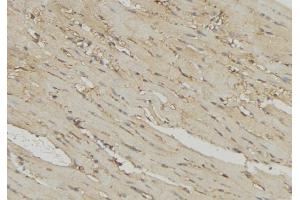 ABIN6274725 at 1/100 staining Mouse muscle tissue by IHC-P. (MRPL54 anticorps  (Internal Region))