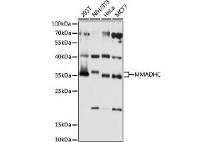 Western blot analysis of extracts of various cell lines, using MMADHC antibody (ABIN7268495) at 1:1000 dilution.