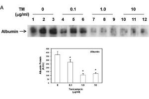 Western Blot of Anti-Human Serum Albumin Antibody. (Albumin anticorps)