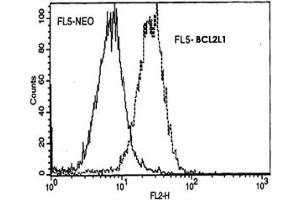 Murine FL5 cells (FL5-NEO) and FL5 cells transfected with BCL2L1 expression plasmid (FL5-BCL2L1) were fixed with buffered paraformaldehyde and then permeabilized with saponin. (BCL2L1 anticorps)