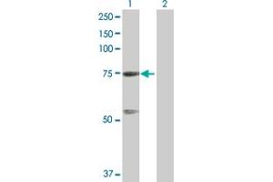 Western Blot analysis of GTPBP4 expression in transfected 293T cell line by GTPBP4 MaxPab polyclonal antibody. (GTPBP4 anticorps  (AA 1-634))