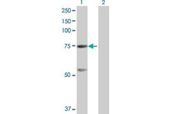 GTPBP4 anticorps  (AA 1-634)