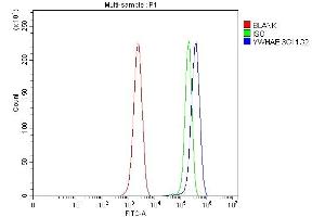 Flow Cytometry analysis of ANA-1 cells using anti-YWHAE antibody (ABIN7599165). (YWHAE anticorps  (AA 1-255))