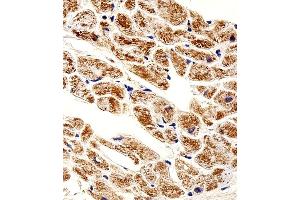 Immunohistochemical analysis of paraffin-embedded H.