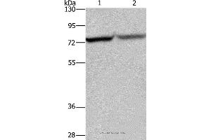 Western blot analysis of Hela and 293T cell, using REL Polyclonal Antibody at dilution of 1:1050 (c-Rel anticorps)