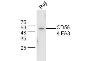 Raji lysates probed with Anti-CD58/LFA-3 Polyclonal Antibody, Unconjugated  at 1:5000 90min in 37˚C. (CD58 anticorps  (AA 31-130))