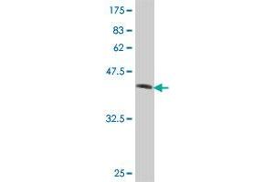 Western Blot detection against Immunogen (36.