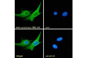 (ABIN870663) Immunofluorescence analysis of paraformaldehyde fixed NIH3T3 cells, permeabilized with 0.