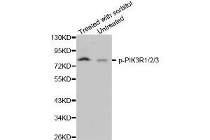 anti-PIK3R1 + PIK3R2 + PIK3R3 (pTyr467) antibody
