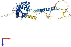 AlphaFold protein structure predicition of Mouse Recombinant Gulp1 Protein, UniprotID Q8K2A1