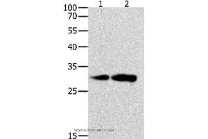 Western blot analysis of K562 and NIH/3T3 cell, using CAPNS1 Polyclonal Antibody at dilution of 1:800 (Calpain S1 anticorps)