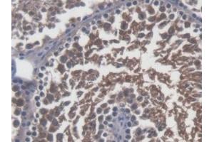 Detection of Sp17 in Mouse Testis Tissue using Polyclonal Antibody to Sperm Protein 17 (Sp17)