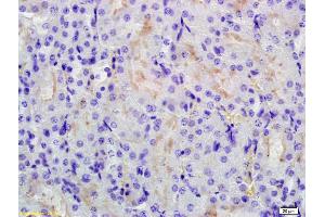 Formalin-fixed and paraffin embedded mouse kidney labeled with Anti-RHCG Polyclonal Antibody, Unconjugated (ABIN872934) at 1:200 followed by conjugation to the secondary antibody and DAB staining. (RHCG anticorps  (AA 50-150))
