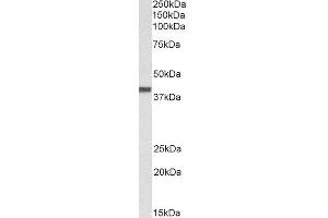 ABIN2562076 (0. (CXCR1 anticorps  (N-Term))