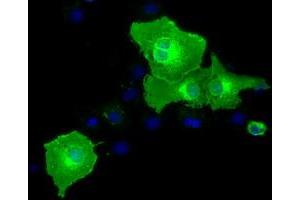 Anti-BTN1A1 mouse monoclonal antibody (ABIN2452848) immunofluorescent staining of COS7 cells transiently transfected by pCMV6-ENTRY BTN1A1 (RC223852). (BTN1A1 anticorps)