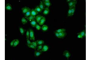 Immunofluorescence staining of HepG2 cells with ABIN7159817 at 1:100, counter-stained with DAPI. (OGN anticorps  (AA 21-298))