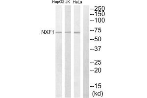 Western Blotting (WB) image for anti-Nuclear RNA Export Factor 1 (NXF1) (N-Term) antibody (ABIN1850042) (NXF1 anticorps  (N-Term))