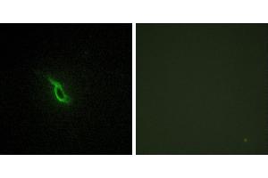 Peptide - +Immunofluorescence analysis of NIH/3T3 cells, using Adrenergic Receptor α-2A antibody. (ADRA2A anticorps  (Internal Region))
