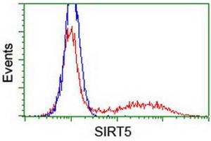 Image no. 2 for anti-Sirtuin 5 (SIRT5) antibody (ABIN1500936) (SIRT5 anticorps)