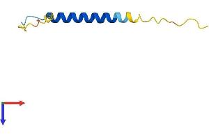AlphaFold protein structure predicition of Mouse Recombinant Fxyd2 Protein, UniprotID Q04646