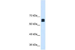 WB Suggested Anti-SLC9A9 Antibody Titration:  0. (SLC9A9 anticorps  (C-Term))
