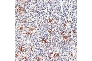 Immunohistochemistry of paraffin-embedded human tonsil using Cathepsin G antibody (ABIN6127686, ABIN6139228, ABIN6139230 and ABIN6217069) at dilution of 1:100 (40x lens).