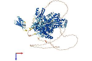 AlphaFold protein structure predicition of Mouse Recombinant Dhx9 Protein, UniprotID O70133
