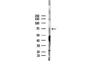 anti-Solute Carrier Family 38 Member 3 (SLC38A3) (Internal Region) antibody