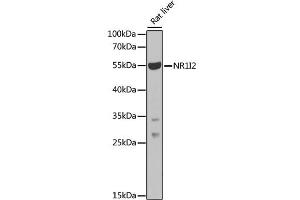 Western blot analysis of extracts of rat liver, using NR1I2 antibody (ABIN1873949) at 1:1000 dilution.
