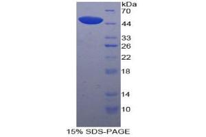 SDS-PAGE analysis of Dog Lp-PLA2 Protein. (PLA2G7 Protéine)