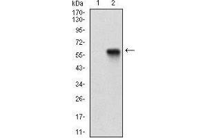 Western blot analysis using PPARGC1B mAb against HEK293 (1) and PPARGC1B (AA: 195-414)-hIgGFc transfected HEK293 (2) cell lysate.