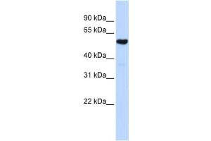 Western Blotting (WB) image for anti-Glutaminyl-tRNA Synthase (Glutamine-Hydrolyzing)-Like 1 (QRSL1) antibody (ABIN2458660) (QRSL1 anticorps)