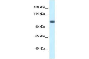 Western Blot showing Mcm10 antibody used at a concentration of 1. (MCM10 anticorps  (N-Term))