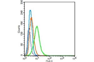 RSC96 cells probed with LOX 1 Polyclonal Antibody, Unconjugated  at 1:100 for 30 minutes followed by incubation with a conjugated secondary (PE Conjugated) (green) for 30 minutes compared to control cells (blue), secondary only (light blue) and isotype control (orange). (OLR1 anticorps  (AA 201-273))