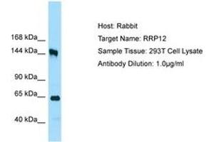 Image no. 1 for anti-Ribosomal RNA Processing 12 Homolog (RRP12) (AA 1126-1175) antibody (ABIN6750070) (RRP12 anticorps  (AA 1126-1175))