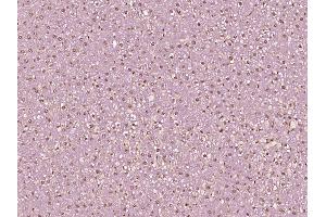 Paraformaldehyde-fixed, paraffin embedded Rat liver Antigen retrieval by boiling in sodium citrate buffer (pH6.