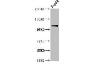 Western Blot Positive WB detected in: HepG2 whole cell lysate All lanes: USP4 antibody at 6. (USP4 anticorps  (AA 632-810))