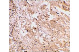 Image no. 1 for anti-Toll-Like Receptor 11 (Tlr11) (C-Term) antibody (ABIN204061)