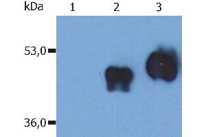 Western Blotting analysis (non-reducing conditions) of over-expressed human CD14 using anti-CD14 (MEM-18). (CD14 anticorps)