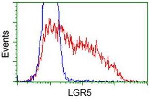 HEK293T cells transfected with either RC212825 overexpress plasmid (Red) or empty vector control plasmid (Blue) were immunostained by anti-LGR5 antibody (ABIN2454608), and then analyzed by flow cytometry. (LGR5 anticorps  (AA 250-550))