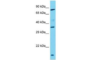 Host: Rabbit Target Name: TAS2R3 Sample Type: Hela Whole Cell lysates Antibody Dilution: 1. (TAS2R3 anticorps  (C-Term))
