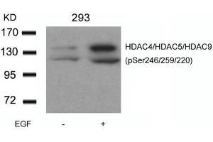 Western blot analysis of extracts from 293 cells untreated or treated with EGF using HDAC4/HDAC5/HDAC9(phospho-Ser246/259/220) Antibody. (HDAC4/HDAC5/HDAC9 anticorps  (pSer220, pSer246, pSer259))